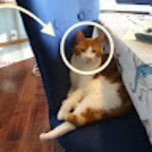 Meet your Posher, Preston